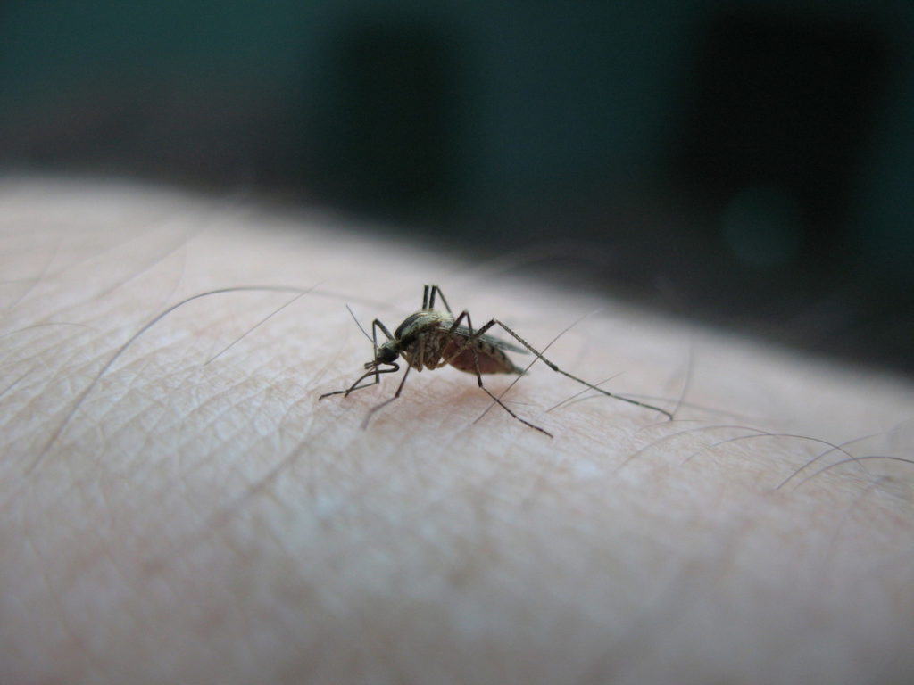 How to build a campfire? - a step-by-step guide 6 Repel insects and predators